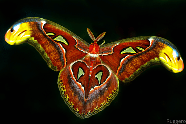 Allgäuer Schmetterling-Erlebniswelt – Pfronten-Weißbach
